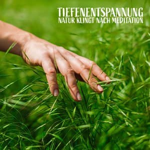 Tiefenentspannung: Natur klingt nach Meditation, Schwangerschaft Entspannungsmusik, Meditation Anfänger, Muskelentspannung, Einschlafen mit perfekten Klängen - Romantik Musik Paradies