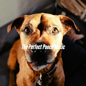 The Perfect Pooch Music - Relaxing Music for Dogs