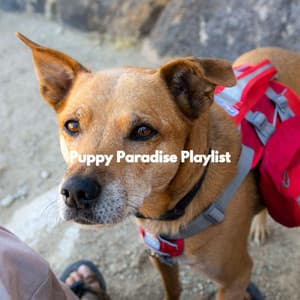 Puppy Paradise Playlist - Cooking Music Fun