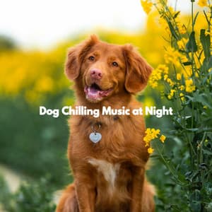 Dog Chilling Music at Night - Ontspannende Muziek