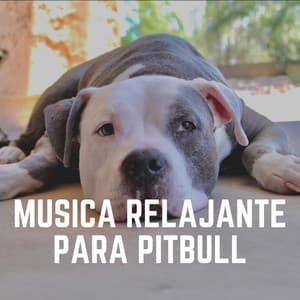 Musica Relajante para Pitbull - Mascotas tranquilas
