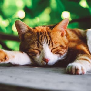 Cats' Relaxation Rhythms: Calm Hip Hop Beats - Calm Relaxing Music for Cats