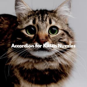 Accordion for Kitten Nuzzles - Relaxing Instrumental Jazz Cafe
