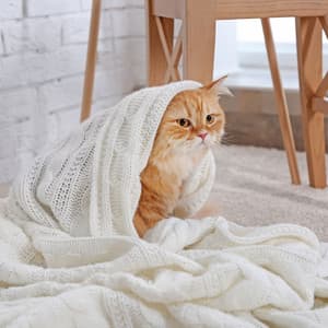 Cosmic Feline Comfort: Lofi Melodies for Cats - Cat Songs