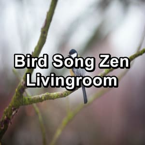 Bird Song Zen Livingroom - Nature Bird Sounds