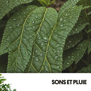 Sons et Pluie : Sérénade Aquatique - Cat Music Therapy