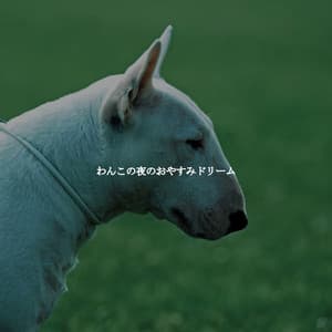 わんこの夜のおやすみドリーム - Music for Cooking Playlist