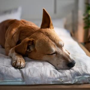 Paisajes Sonoros Suaves Para La Relajación De Los Perros - El sonido de la lluvia