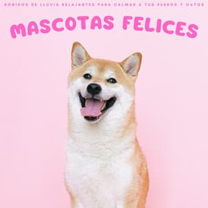 Mascotas Felices: Sonidos De Lluvia Relajantes Para Calmar A Tus Perros Y Gatos - Sonidos de lluvia y tormentas fuertes