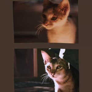 Echoes of Evening Cat Strolls - Cat Relax