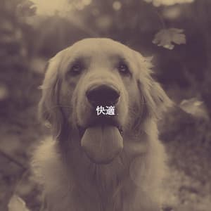 快適 - Musique Matinale Calme Playlist