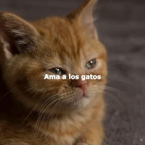Ama a los gatos - Morning Coffee Background Music