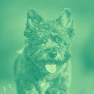 Background Music for Roaring Pups - Relaxing Music for Dogs