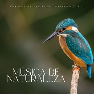 Música De Naturaleza: Sonidos De Las Aves Cantando Vol. 1 - Pájaros del Bosque