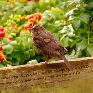 Nature Sounds: Birds Singing, Cicadas, the Sound of Ocean Waves, the Morning Rain, Storm - Binaural