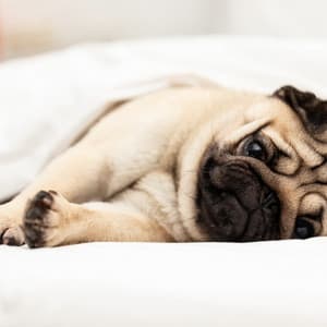 Soothing Music for Restless Dogs - Binaural Frequencies For Autism