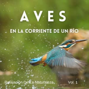 Relajación De La Naturaleza: Aves Posadas En La Corriente De Un Río Vol. 1 - Sonidos de río
