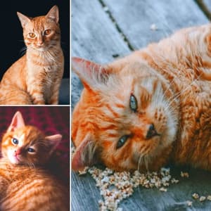 Ambiance for My Quiet Cats - Soothing Cat Music