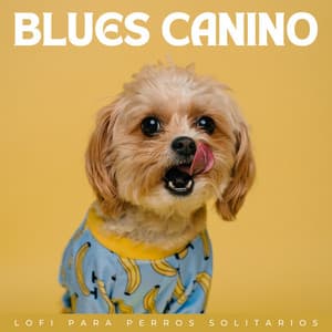 Blues Canino: Lofi Para Perros Solitarios - Colores de la ciudad de Lofi