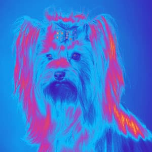 Music for Affectionate Doggy - Bossa Guitar Trio - Puppy Sleeping Sounds