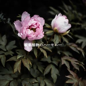 観葉植物のハーモニー - Night Time Jazz Culture