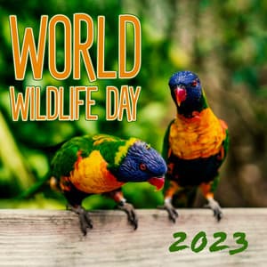 World Wildlife Day 2023 – The Nature Drawing - Celebrating Times