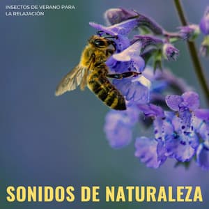 Sonidos De Naturaleza: Insectos De Verano Para La Relajación - Perspectiva de la naturaleza