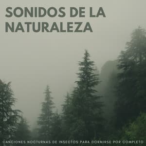 Sonidos De La Naturaleza: Canciones Nocturnas De Insectos Para Dormirse Por Completo - Grillos nocturnos