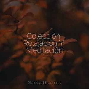 Colección Relajación Y Meditación - Relajante Academia de Música Zen