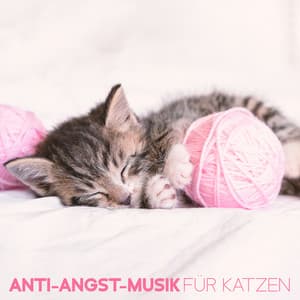 Anti-Angst-Musik für Katzen – Lindert Katzenstress, Haustiertherapie, Beruhigenden Schlaf, Beruhigt - Sleepy Cats!