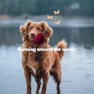 Running around the corner - Musica para Perros