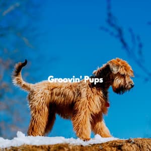 Groovin' Pups - Rainy Day Music Classics