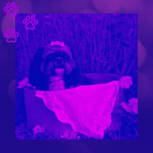 Sultry Tenor Sax Jazz - Background for Separation Anxiety - Relaxing Dog Music Radio