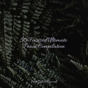 50 Focused Ultimate Peace Compilation - ASMR HD