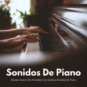 Mundo Sereno De Animales Con Calmos Sonidos De Piano - Relajante piano hombre