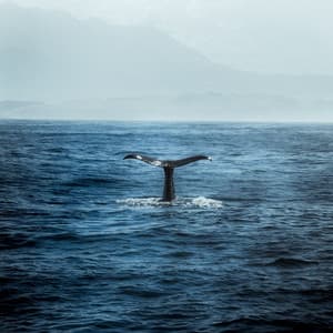 Underwater Meditations: Soulful Whale Harmonies - Ocean