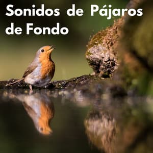 Sonidos de Pájaros de Fondo - Canciones de cuna para bebés