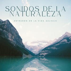 Sonidos De La Naturaleza: Entrando En La Vida Salvaje - Ruido De Colores