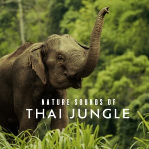 Nature Sounds of Thai Jungle - Exotic Nature Kingdom
