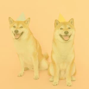 Guitar Chill Out - Background for Time With Pups - Dog Relax