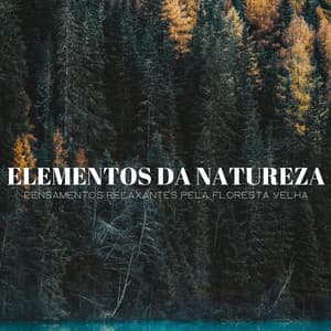Elementos Da Natureza: Pensamentos Relaxantes Pela Floresta Velha - Música de Relaxamento No Spa
