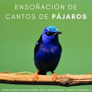 Ensoñación De Cantos De Pájaros: Sueño Sereno Con Susurros De La Naturaleza Y Música Tranquila - Pájaros de la noche