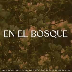 En El Bosque: Sonidos Serenos Del Bosque Y Los Pájaros Para Sanar Tu Alma - El Proyecto Naturaleza