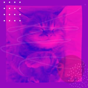 Quiet Jazz - Bgm for Cute Cat - Cat Music Hour