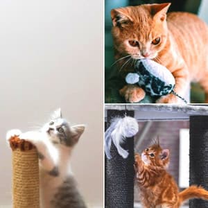 Guitar Solo - Music for Peaceful Times with Cat - Cat Music Waves