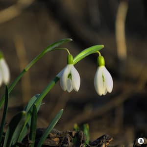 Waiting for the coming spring - BGM Teacher