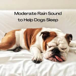 Moderate Rain Sound to Help Dogs Sleep - Mother Nature