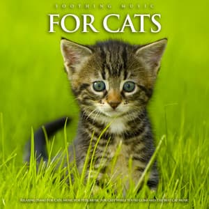 Soothing Music For Cats: Relaxing Piano For Cats, Music For Pets, Music For Cats While You're Gone and The Best Cat Music - Cat Music