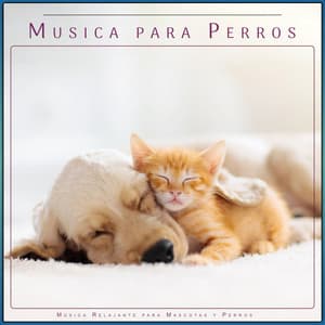Musica para Perros: Música Relajante para Mascotas y Perros - Música Para Perros