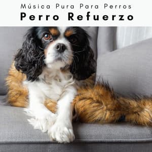 4 Patas: Perro Refuerzo - Música Pura Para Perros